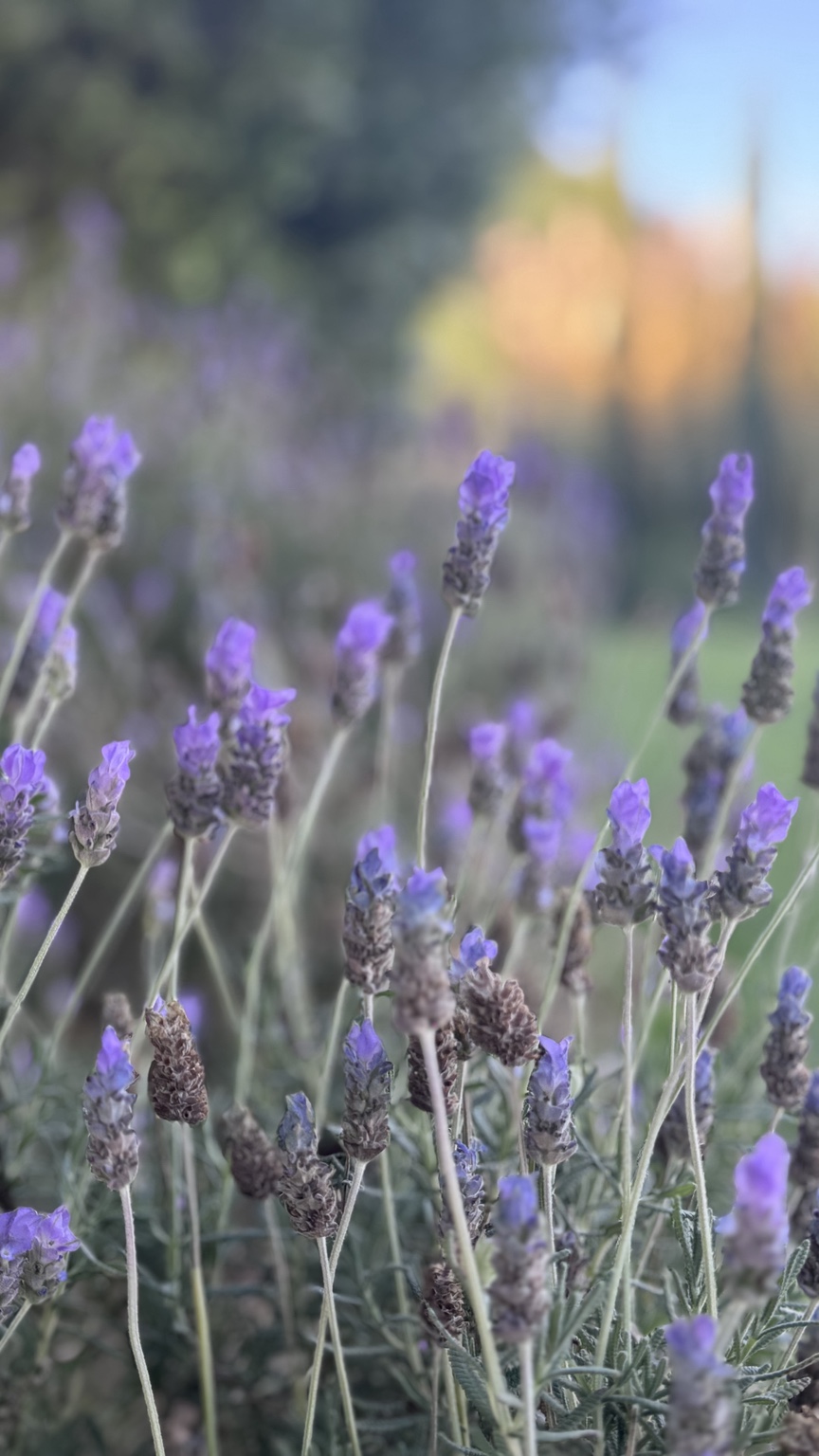 Lavender blooming in the Hacienda Santa Ana garden